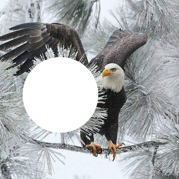 un aigle Photo frame effect