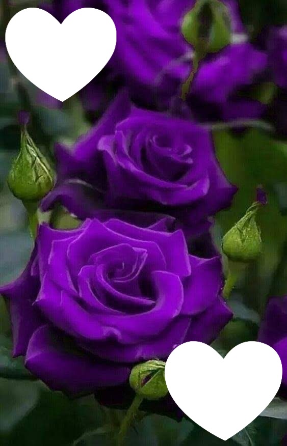 Rose violette Photomontage