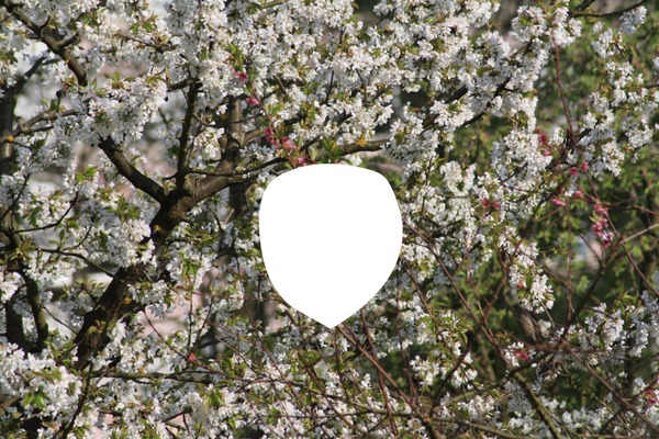 Cerisier en fleurs 2 Fotomontasje