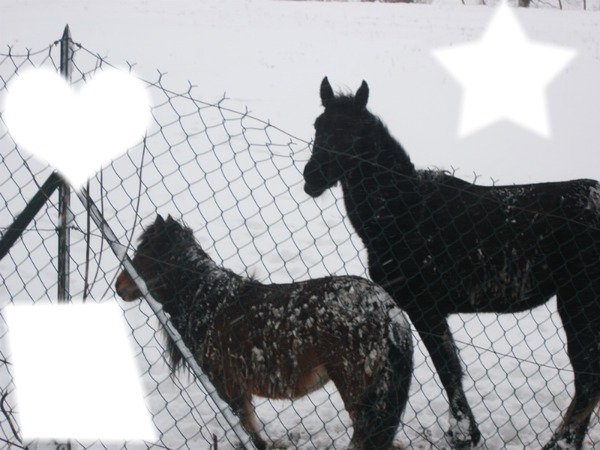 chevaux sous la neige Fotomontaža
