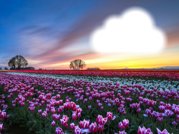 Champ de tulipes Montaje fotografico