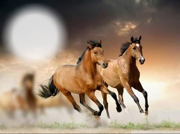 photo cheval bouchiba djelfa algerie Photomontage