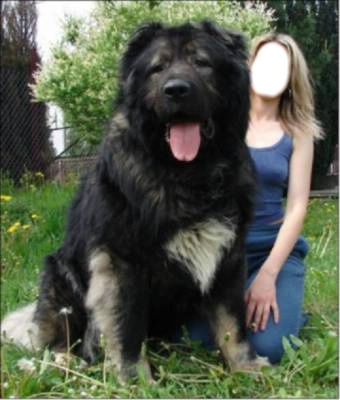 gros chien Fotomontaža