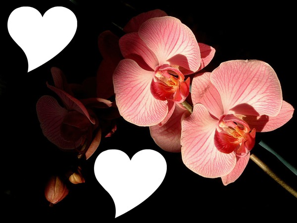 Coeur Orchidée Fotomontaż