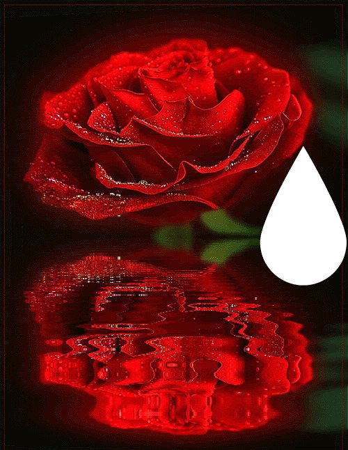 rose rouge Фотомонтажа
