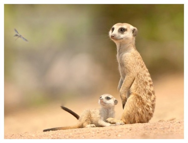 suricate et son petit Fotomontage