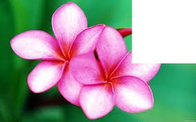 fleur Tahiti ... フォトモンタージュ