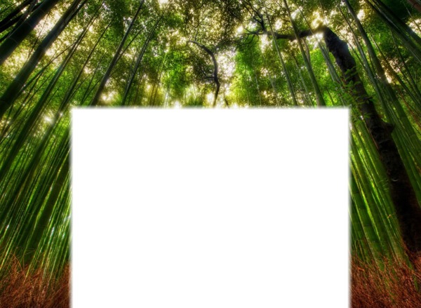 Forest Photo frame effect