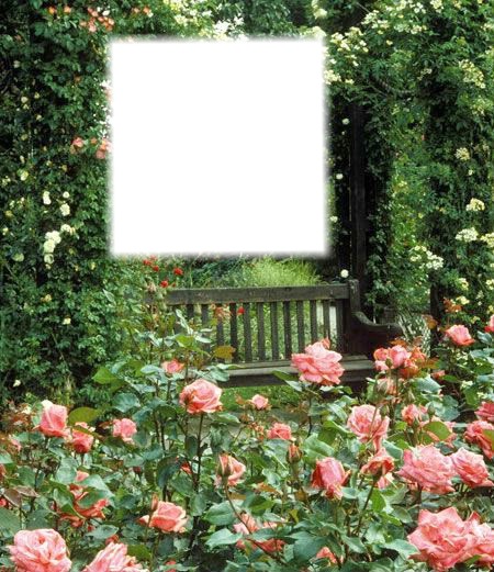 Jardin de roses Fotomontaža