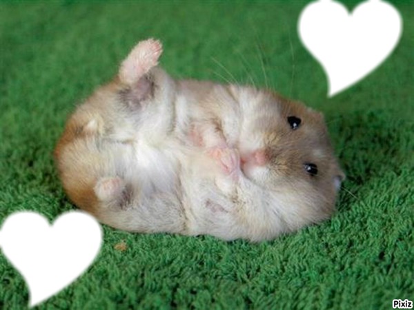 coeur hamster Photo frame effect