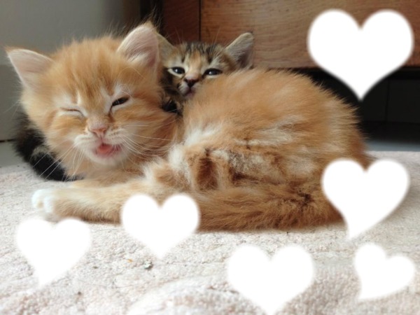 Love chat d'amour Montage photo