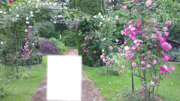 Jardin de roses Montaje fotografico