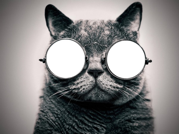 Chat à lunette Фотомонтаж