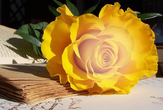 Rose jaune Valokuvamontaasi