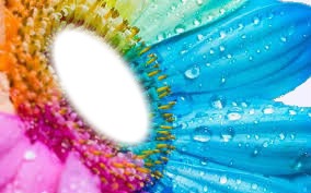 fleur colorée Montaje fotografico