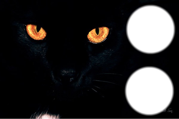 panthere noir Photomontage