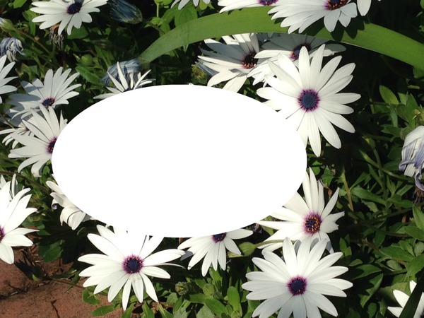 white flowers Fotomontasje