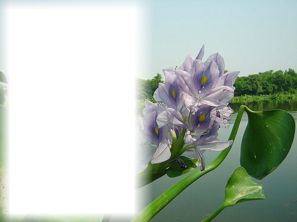 fleurs Photo frame effect