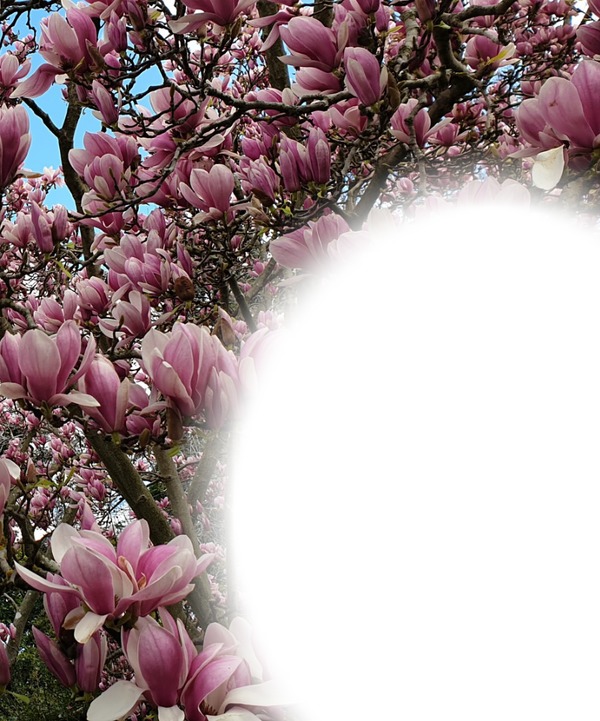 magnolias Fotomontaggio