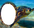imagen con tortuga Fotómontázs