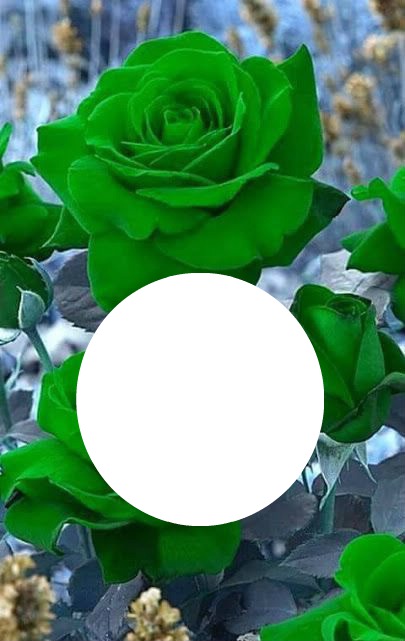Pascaline et roses vertes Fotomontage