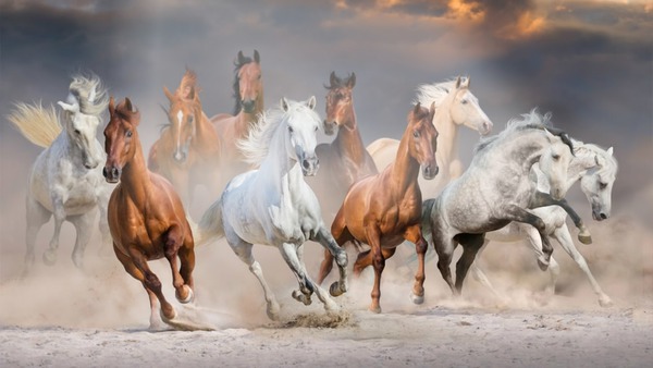horses Montaje fotografico