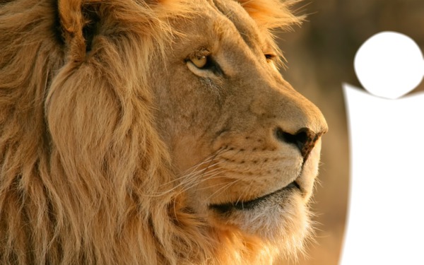 lion Fotoğraf editörü