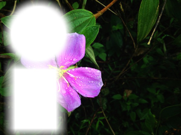 fleur Фотомонтаж
