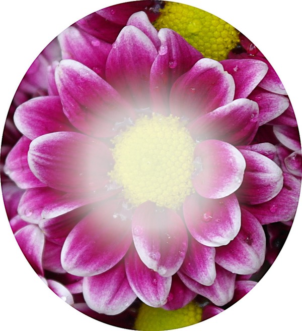 Flores Photomontage