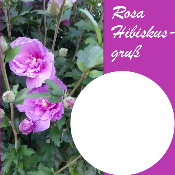 Rosa Hibiskusgruss Fotómontázs