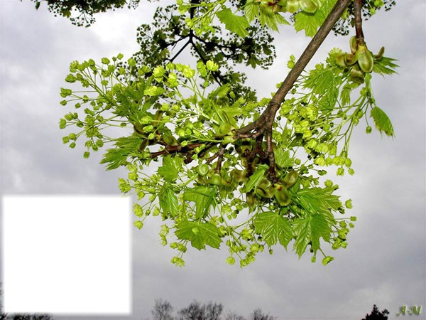 Branche avec feuilles Fotomontaż