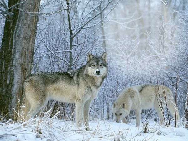 Wolf Fotomontage