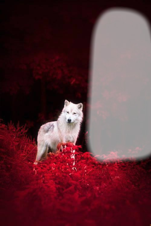 redwolf Montaje fotografico
