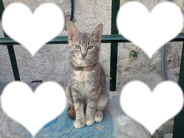 le chat de la amour Photo frame effect