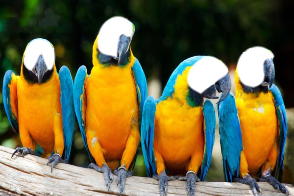 perroquets Фотомонтажа