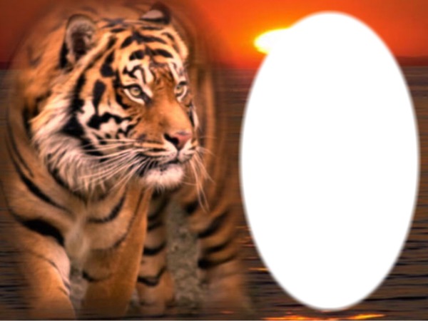 cadre tigre Fotomontaža