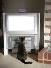 Cat TV Fotomontažas
