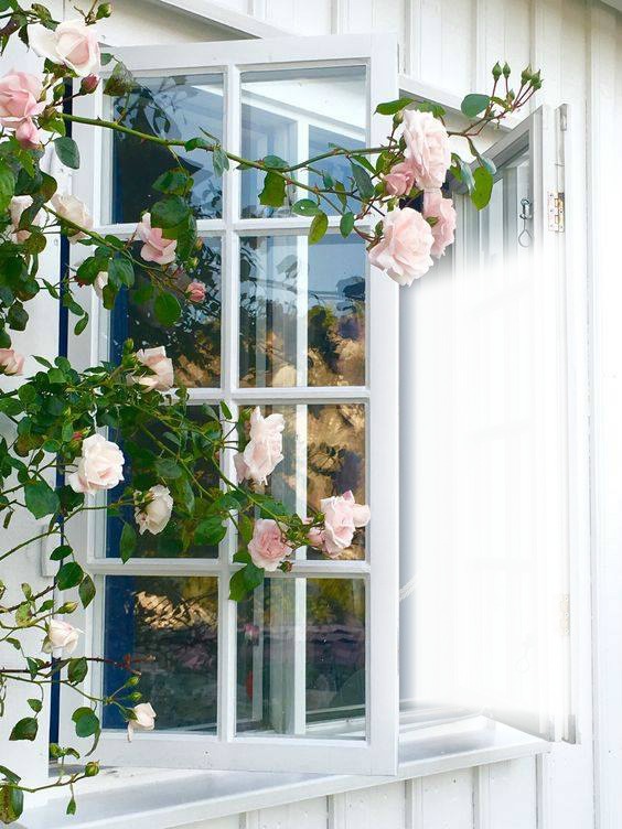 Fenêtre avec roses Valokuvamontaasi