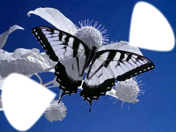 papillon Фотомонтажа