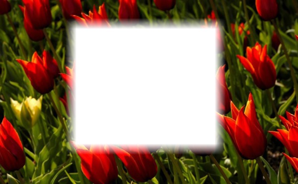 tulipán Fotómontázs