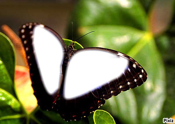 papillion Фотомонтажа