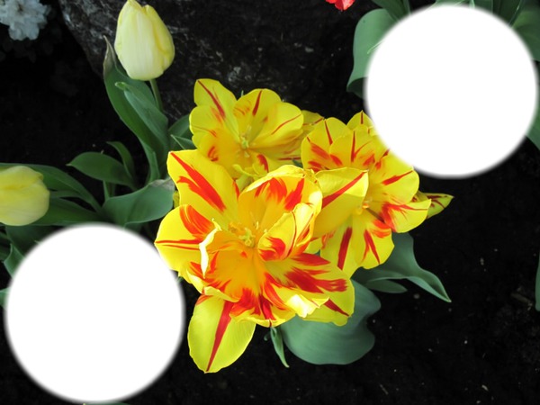 tulipes Fotomontāža