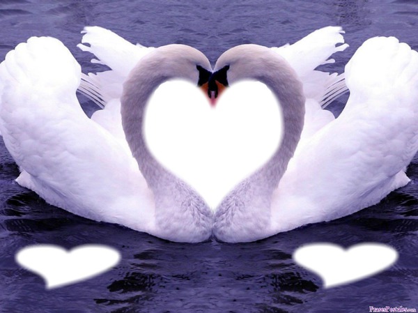 Cisnes Enamorados♥ Fotomontasje