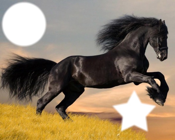 cheval Photomontage
