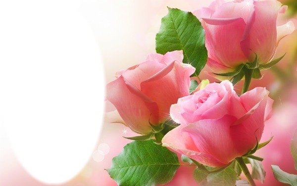 Pink Roses Fotomontasje