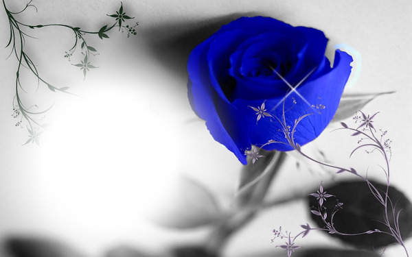 blue rose Fotomontāža
