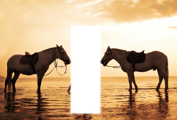 chevaux coucher soleil Photo frame effect