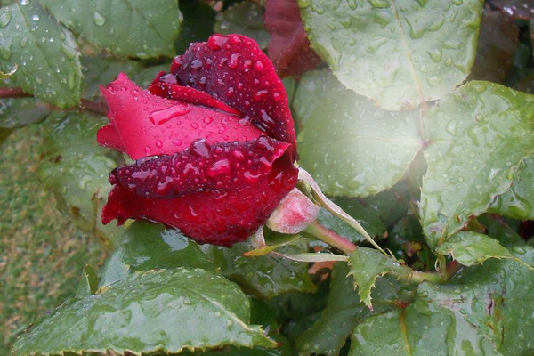 rosas rojas Φωτομοντάζ