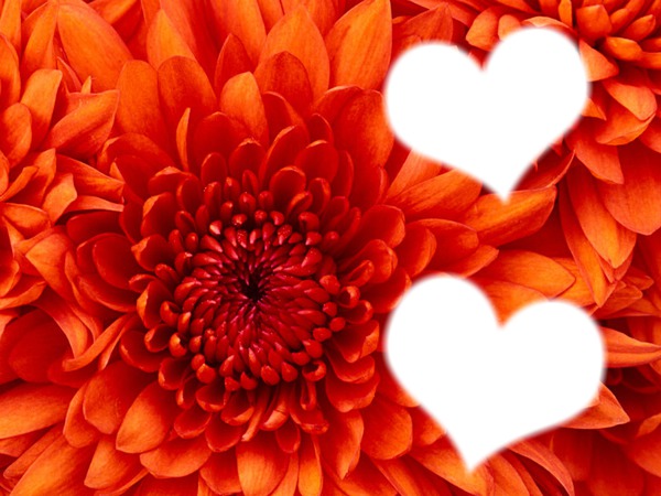 corazones en flor Photomontage