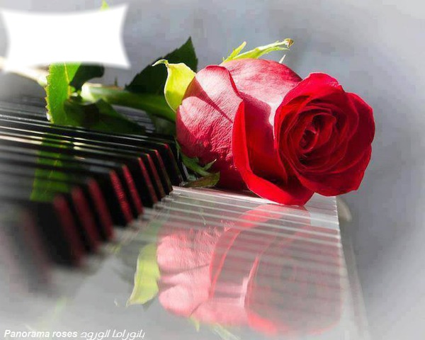 Une rose rouge + piano Photo frame effect